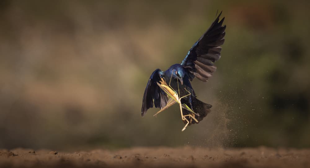 Hunter Bird's Flight by Clint Ralph — canvas wall art