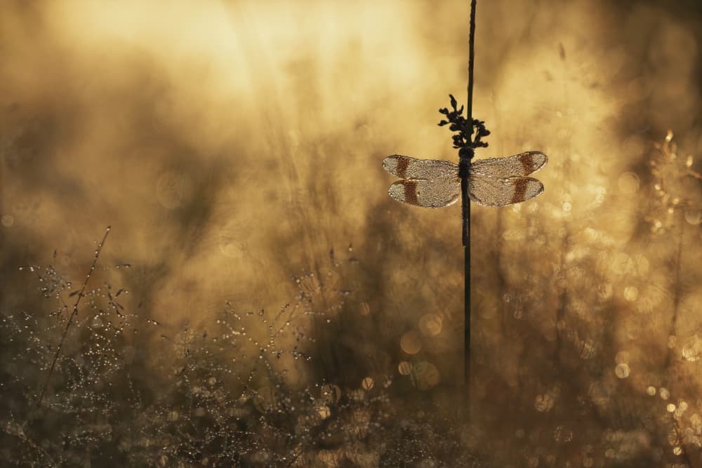 Golden Morning Dragonfly by Daan de Vos — canvas wall art