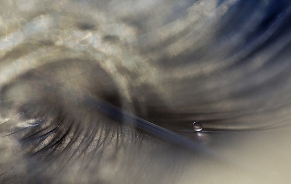 Delicate Feather Droplet by Jutta Kerber — canvas wall art