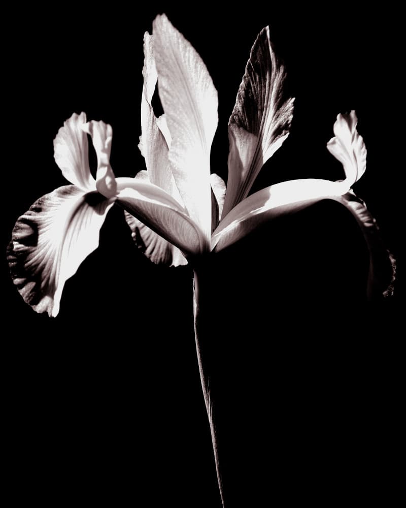 Elegant Iris Bloom by Michele Frechette — canvas wall art