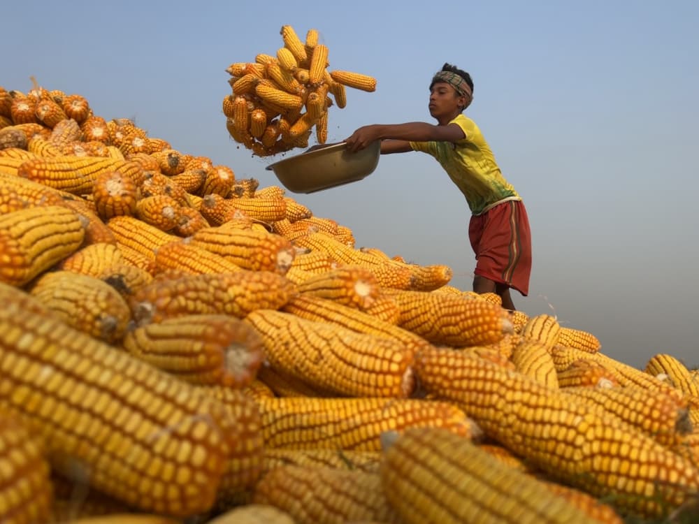 Young Boy Corn Harvest by Siraj Akram Kayes — canvas wall art