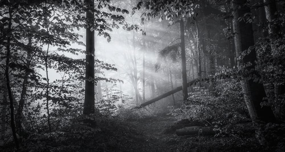 Misty Forest Light by Norbert Maier — canvas wall art