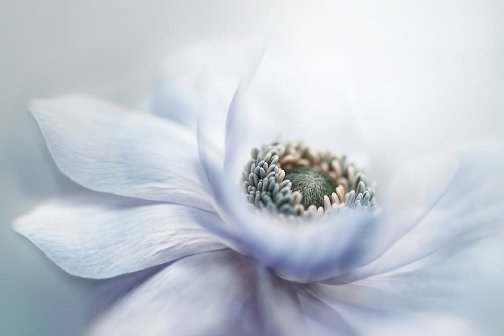 Delicate White Bloom by Jacky Parker — canvas wall art