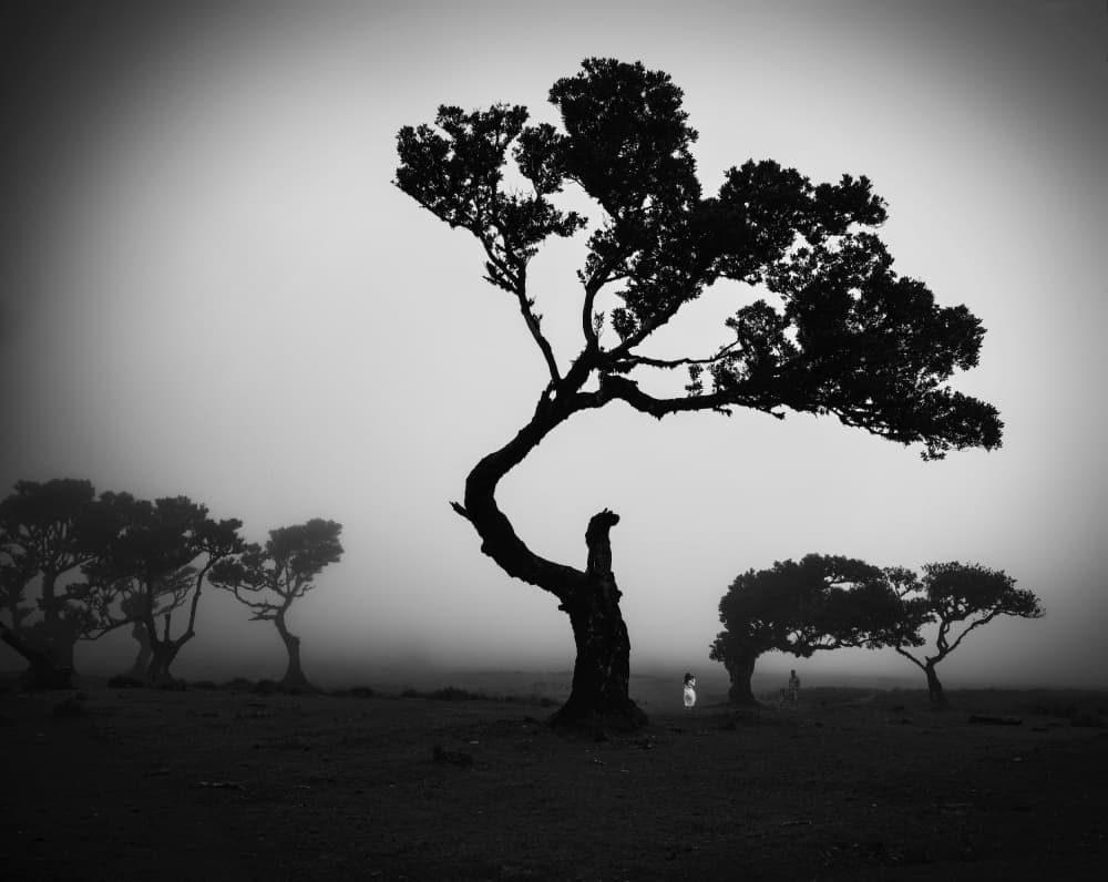 Misty Forest Serenity by Milan Uhrin AFIAP AZSF — canvas wall art