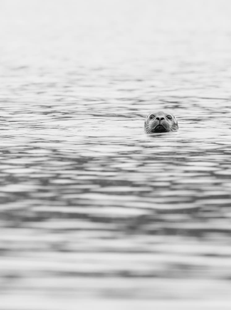 Curious Seal Gaze by Kimberly — canvas wall art