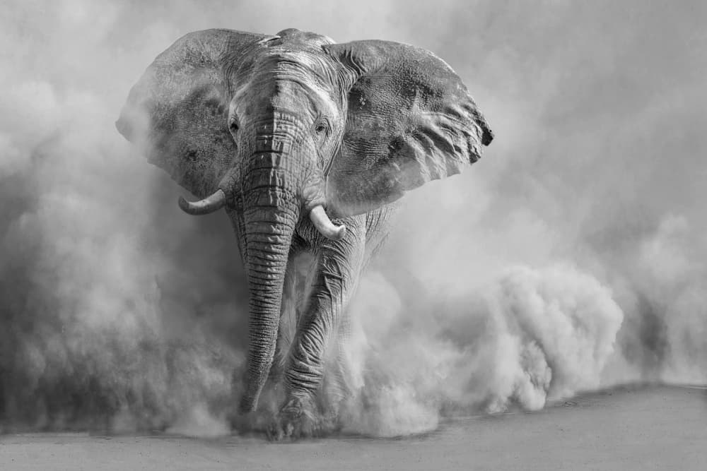 Majestic Elephant Dust Cloud by Marcel Egger — canvas wall art