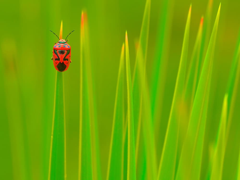 Vibrant Bug on Green by Thierry Dufour — canvas wall art