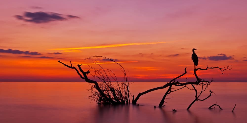 Sunset Heron Silhouette by verdon — canvas wall art