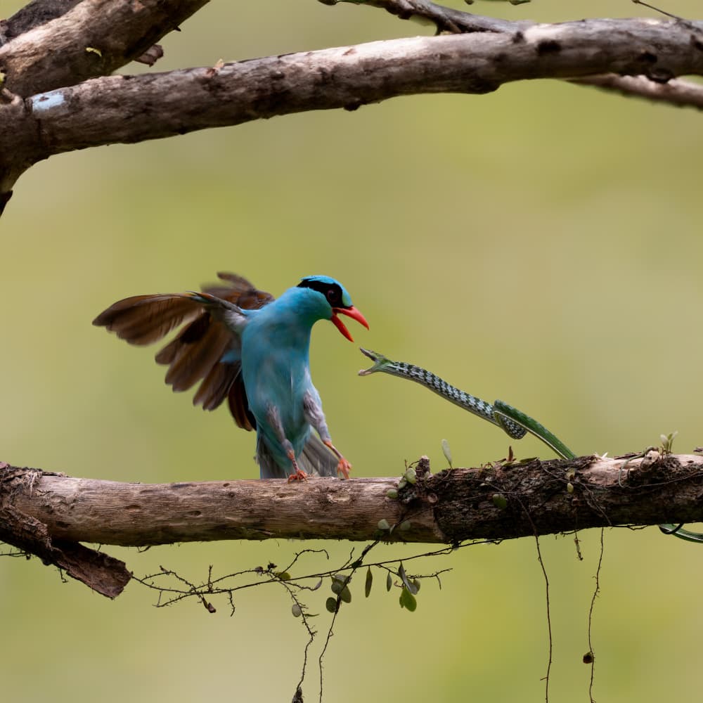 Blue Bird Snake Battle by Lisdiyanto Suhardjo — canvas wall art