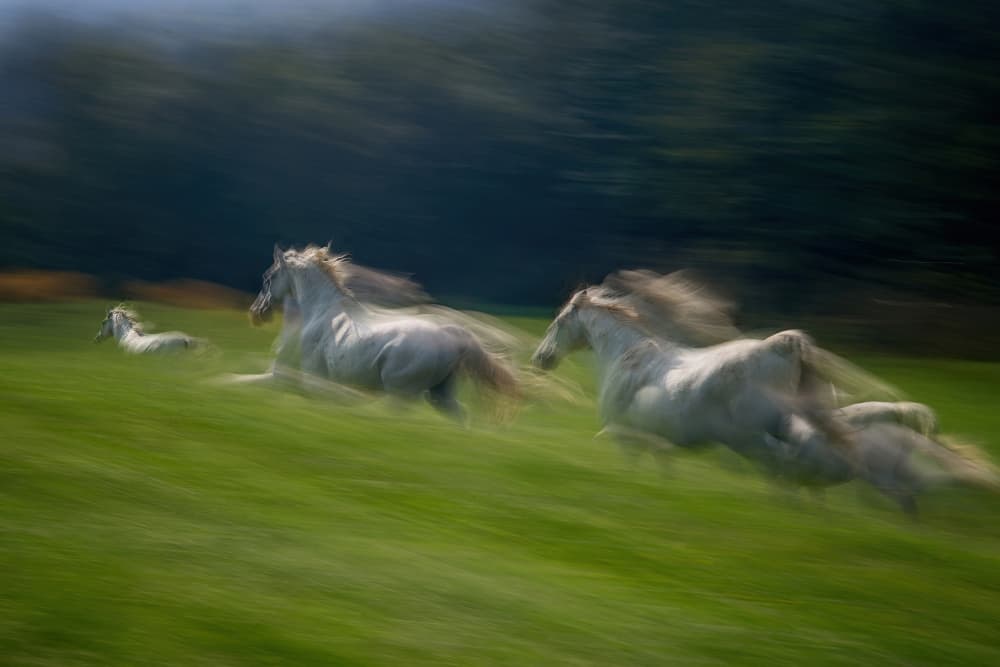 Galloping White Horses by Milan Malovrh — canvas wall art