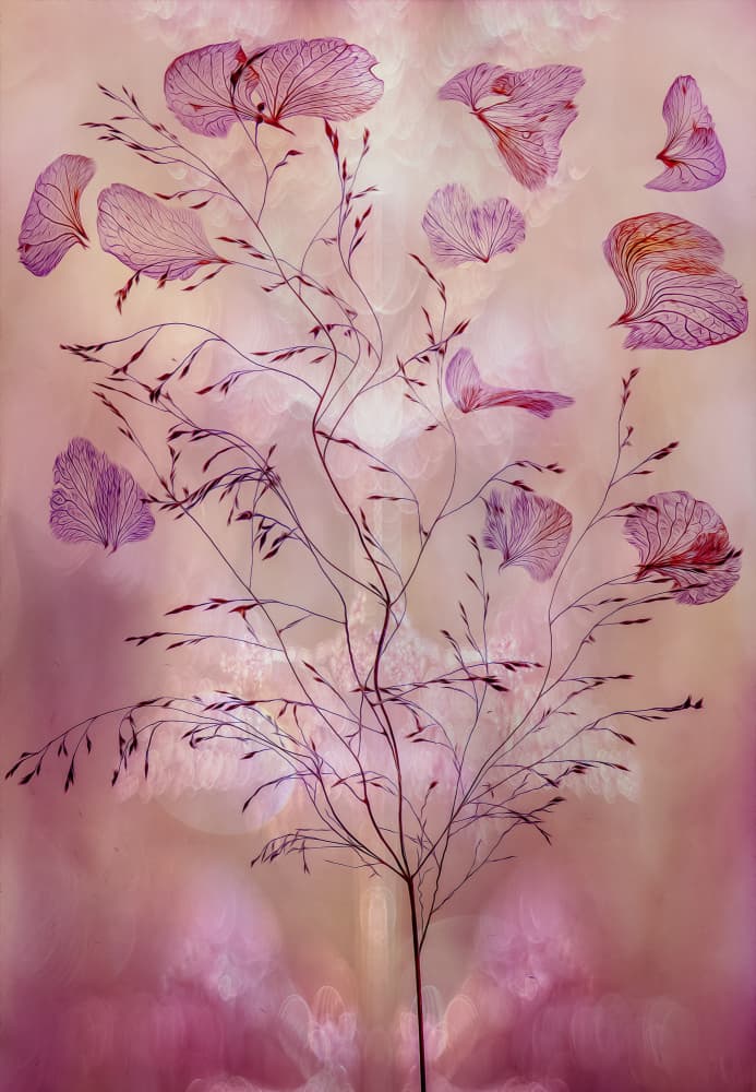 Ethereal Pink Botanicals