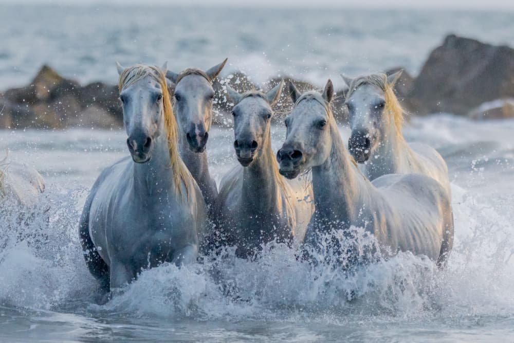 Wild White Horses by Dirk Koster — canvas wall art