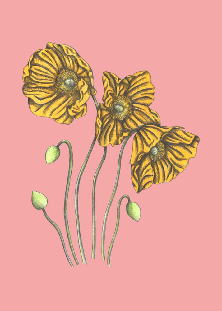 Vibrant Yellow Poppies by Cecilia Battaini — canvas wall art