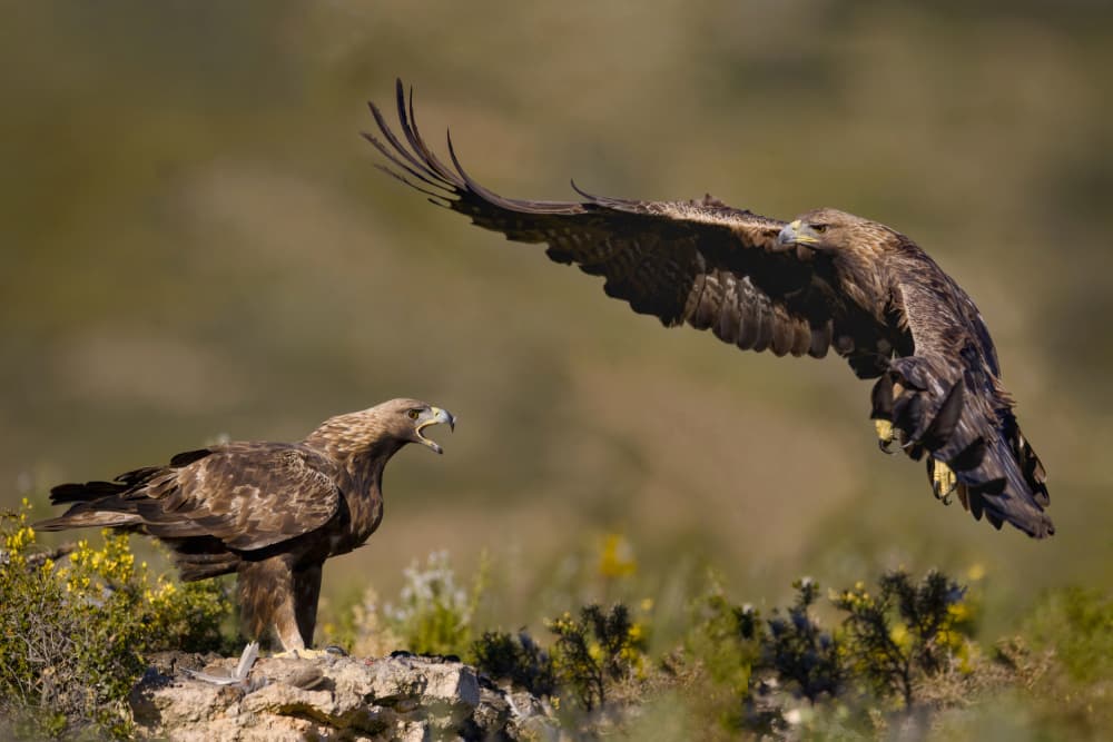 Golden Eagles Confrontation by David Manusevich — canvas wall art