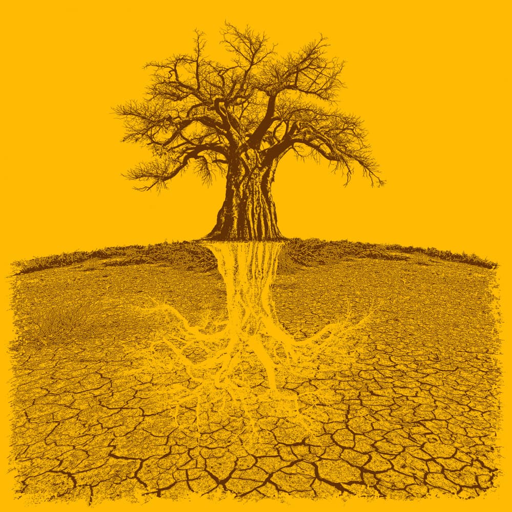 Desert Tree Roots by Carlo Kaminski — canvas wall art