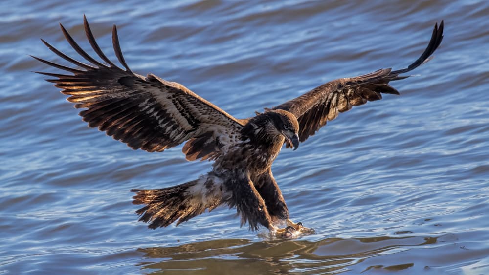 Bald Eagle Fishing Dive by Jun Zuo — canvas wall art