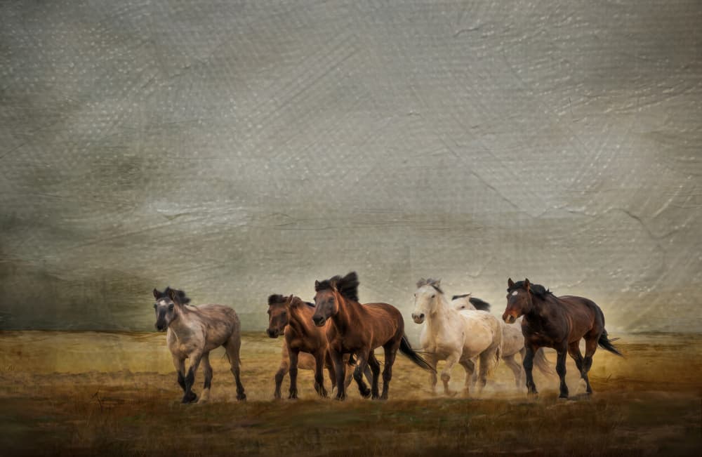 Wild Horses Running Free by Barbara Fletcher — canvas wall art