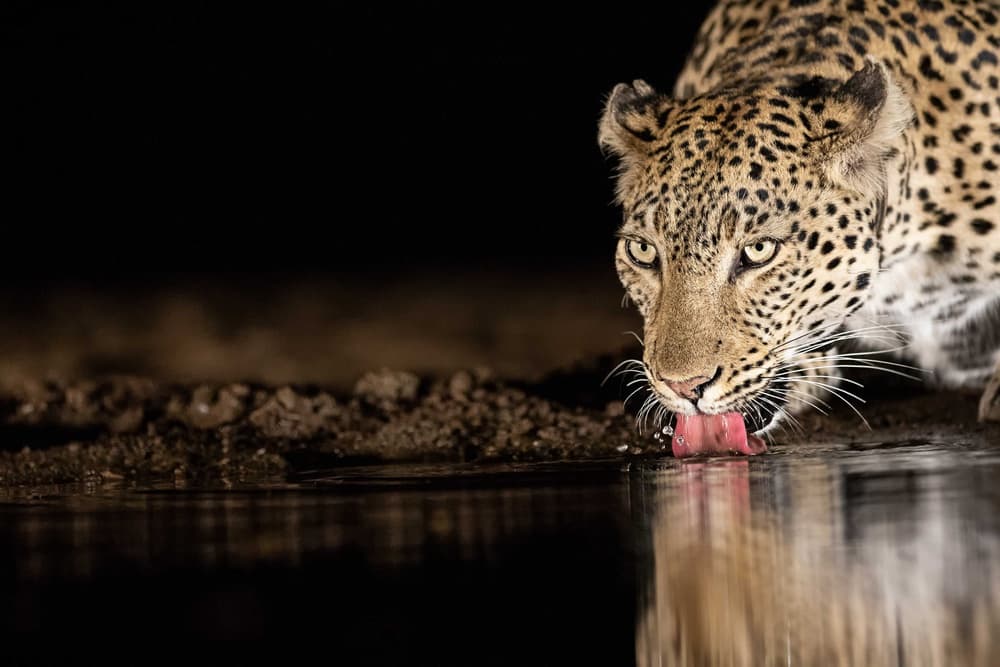 Nocturnal Leopard Reflection by Amnon Eichelberg — canvas wall art