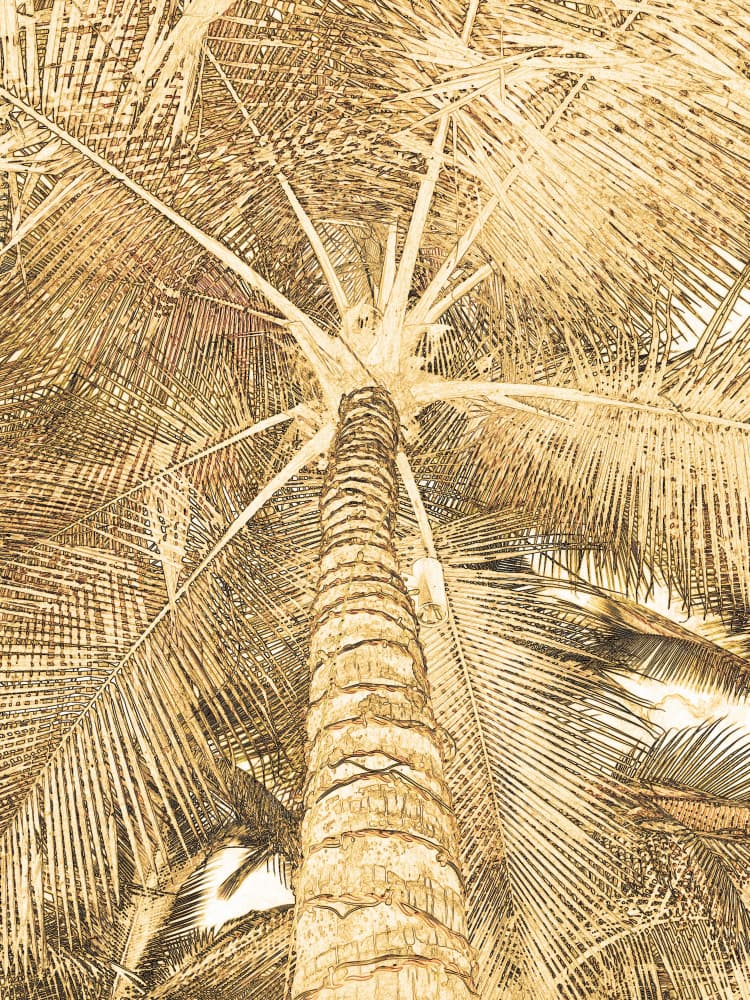 Golden Palm Sketch by Santhosh ch — canvas wall art