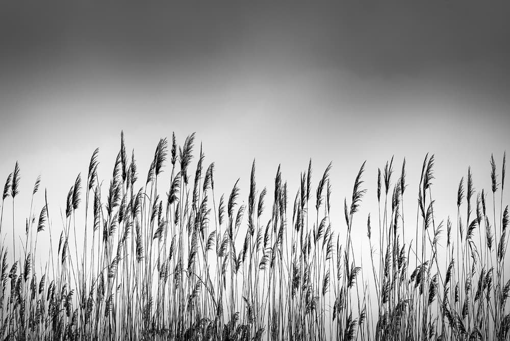Serene Grass Silhouettes by George Digalakis — canvas wall art