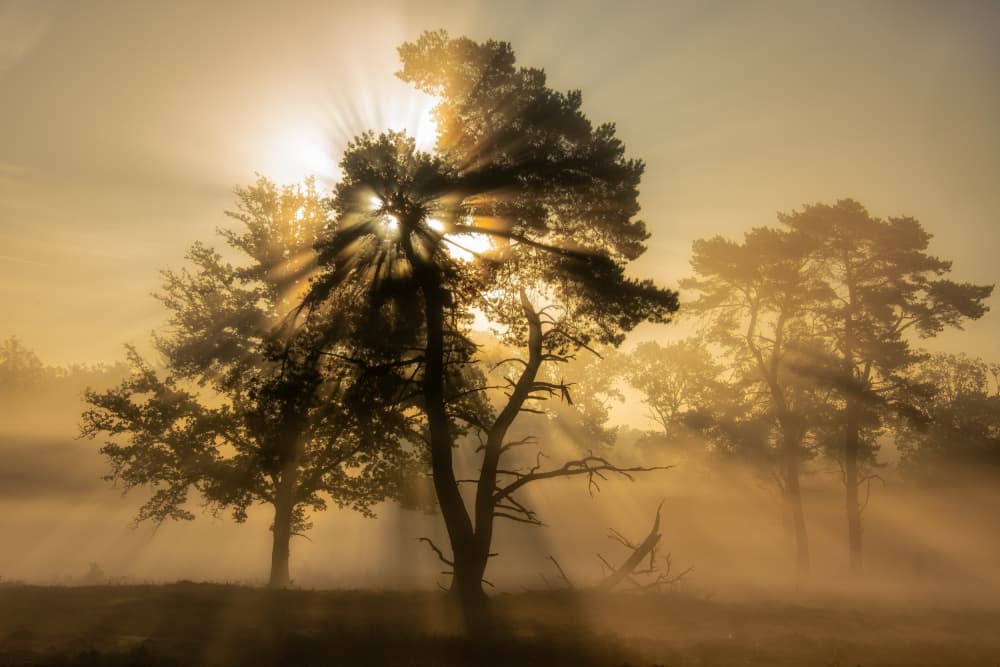 Misty Forest Sun Rays