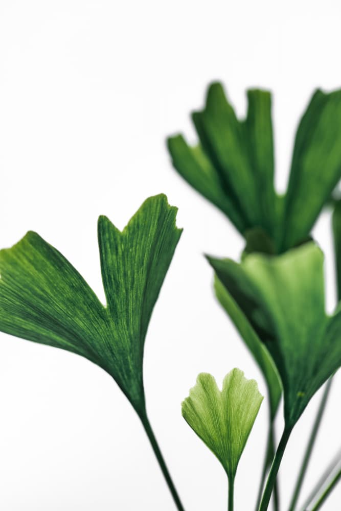 Ginko 5 by Mareike Böhmer — canvas wall art