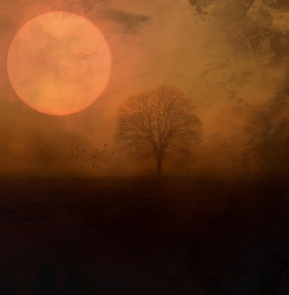 Orange Moon Solitary Tree by Robert Fabrowski — canvas wall art