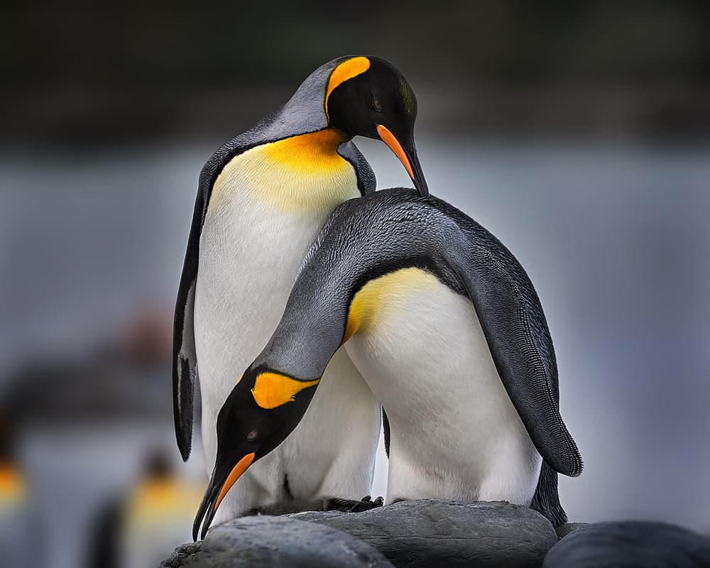 Penguin Pair Bonding by Annie Poreider — canvas wall art