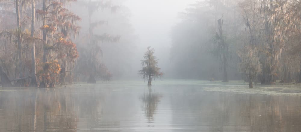 Misty Cypress Swamp by Roberto Marchegiani — canvas wall art