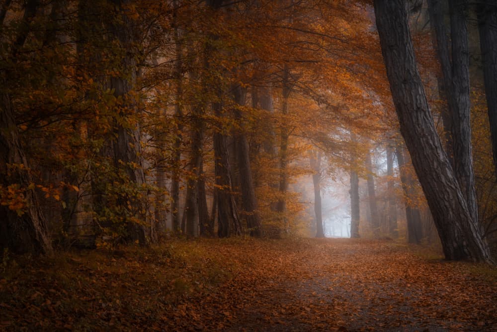 Misty Autumn Path by Norbert Maier — canvas wall art