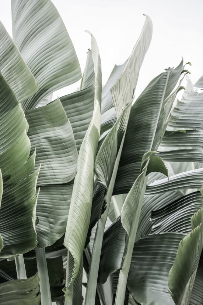 Banana Leaves In Soft Lighting by Shot by Clint — canvas wall art