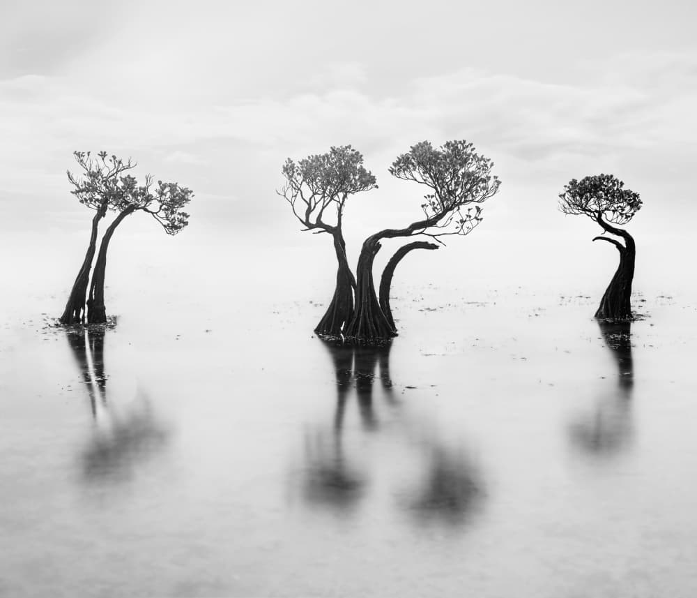 Serene Mangrove Reflections by Robert Bolton — canvas wall art