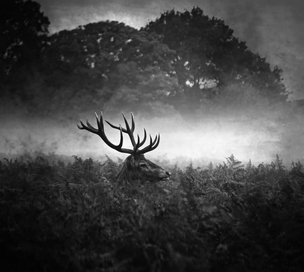 Stag In Misty Forest by Robert Fabrowski — canvas wall art