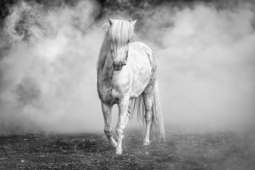 Majestic White Horse by Jeffrey C. Sink — canvas wall art