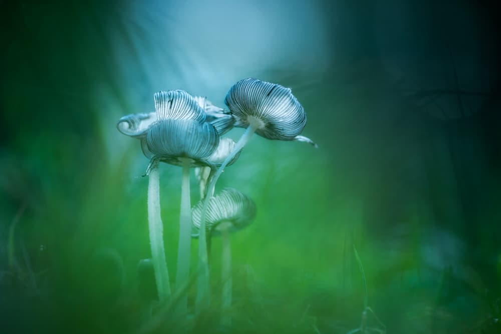 Ethereal Forest Mushrooms by Piet Haaksma — canvas wall art