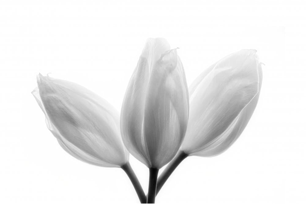 Soft White Tulips by Peter Davidson — canvas wall art