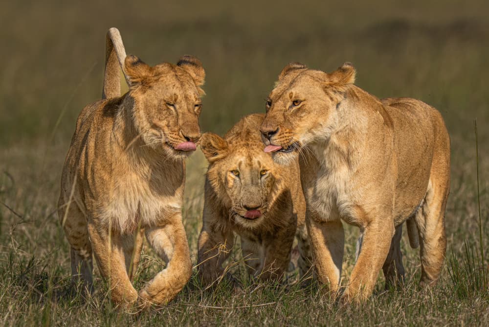 African Lion Family by Yogesh Bhatia — canvas wall art