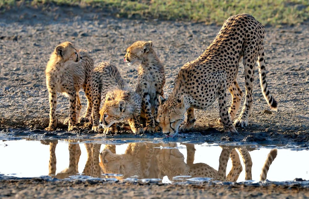 Cheetah Family Drinking by Giuseppe DAmico — canvas wall art