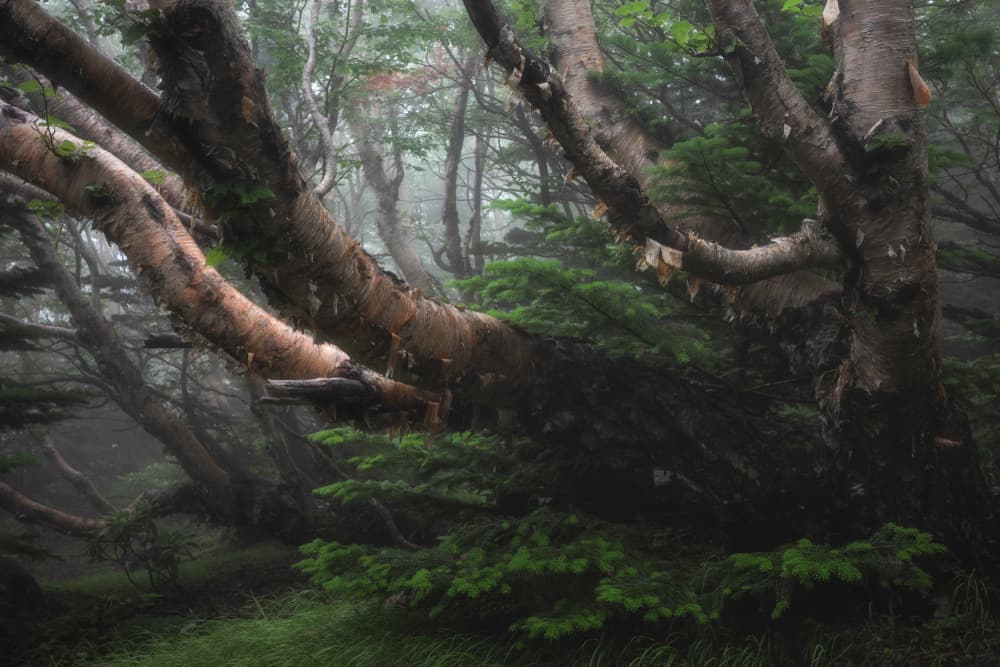 Misty Ancient Forest by Syunsuke Narita — canvas wall art