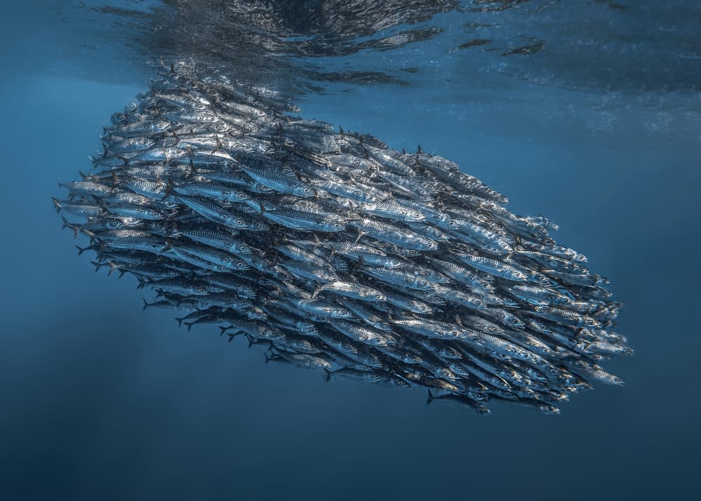 Shimmering Fish School by Jennifer Lu — canvas wall art