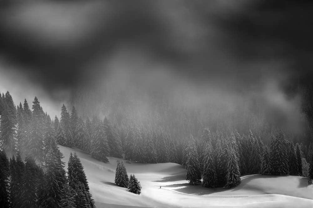 Misty Winter Forest by Christoph Hessel — canvas wall art