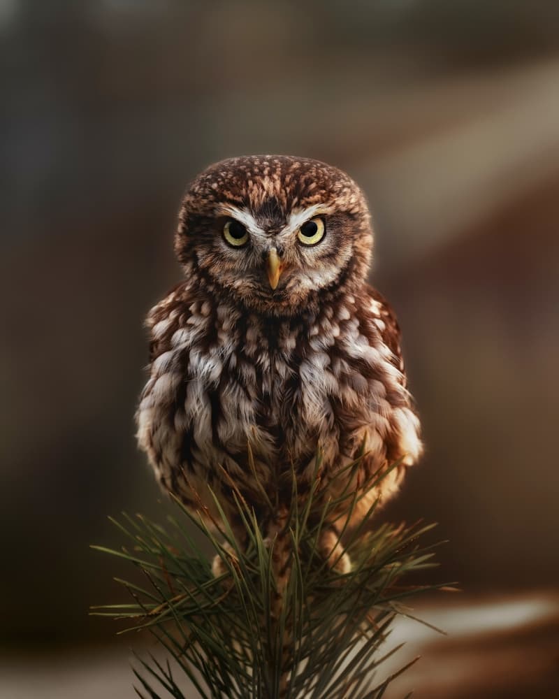 Cute Little Owl by Michaela Firešová — canvas wall art
