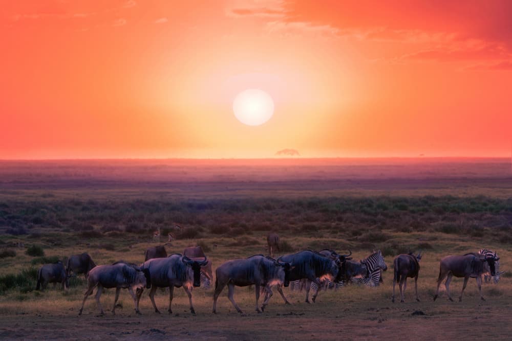 Wildebeest Sunset Migration by Melinda Li — canvas wall art