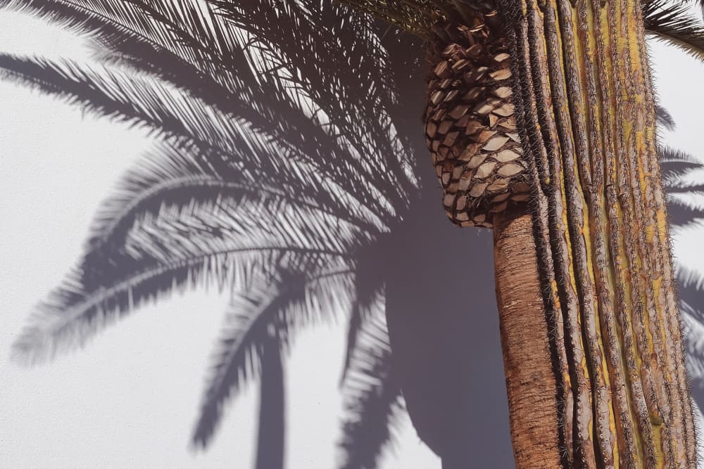 Sunny Palm Shadow by Pictufy Studio III — canvas wall art