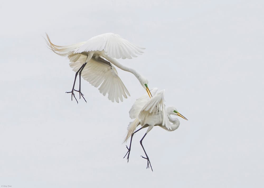 Egrets Graceful Encounter by Qing Zhao — canvas wall art