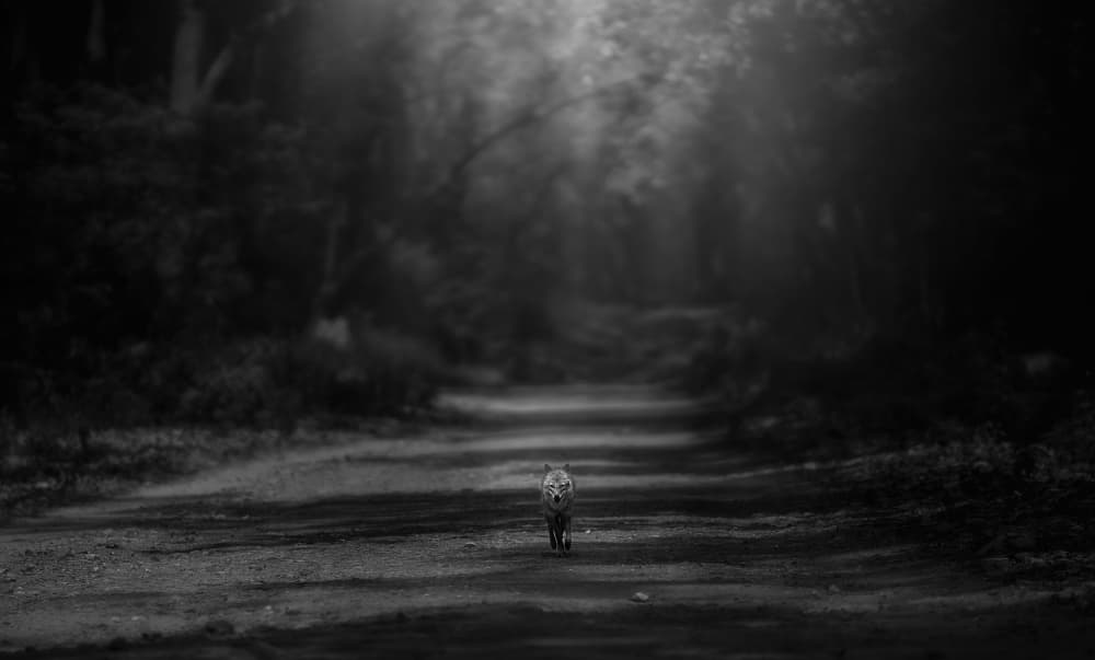 Mysterious Forest Fox by Jayanta Guha — canvas wall art