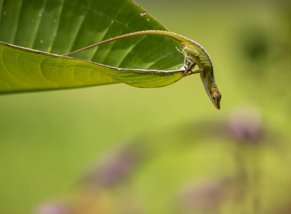 Green Anole on Leaf by Debbie Hunt — canvas wall art