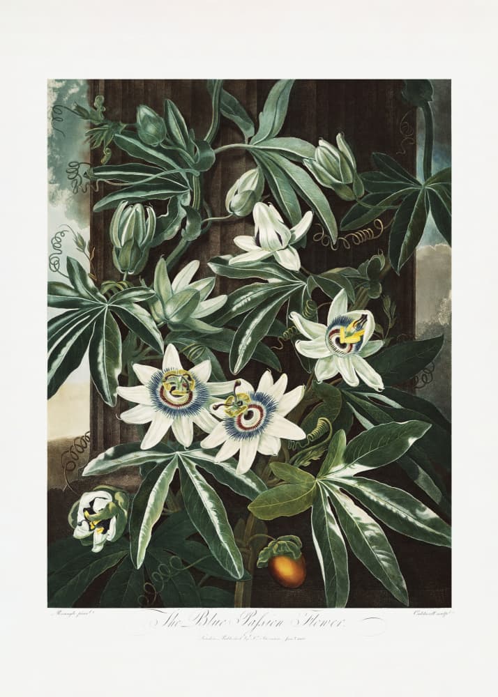 The Passiflora Cerulea from The Temple of Flora (1807) by Robert John Thornton — canvas wall art