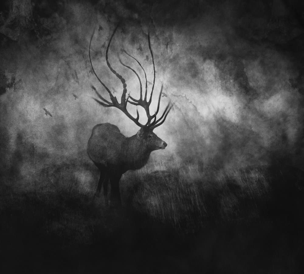 Misty Forest Stag by Robert Fabrowski — canvas wall art