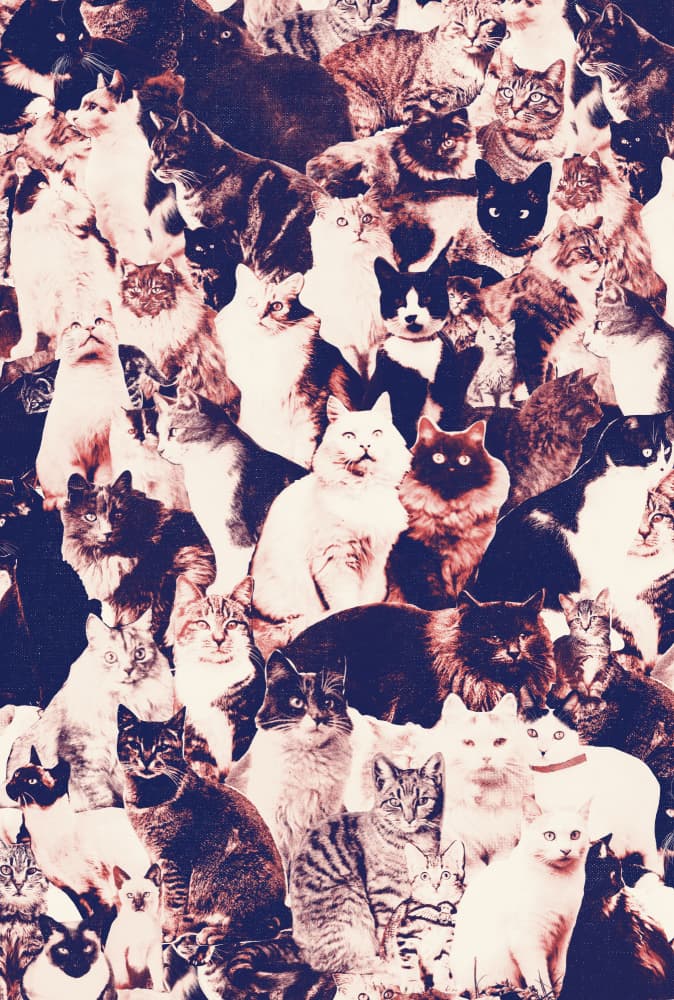 Vintage Cat Collage by Florent Bodart — canvas wall art
